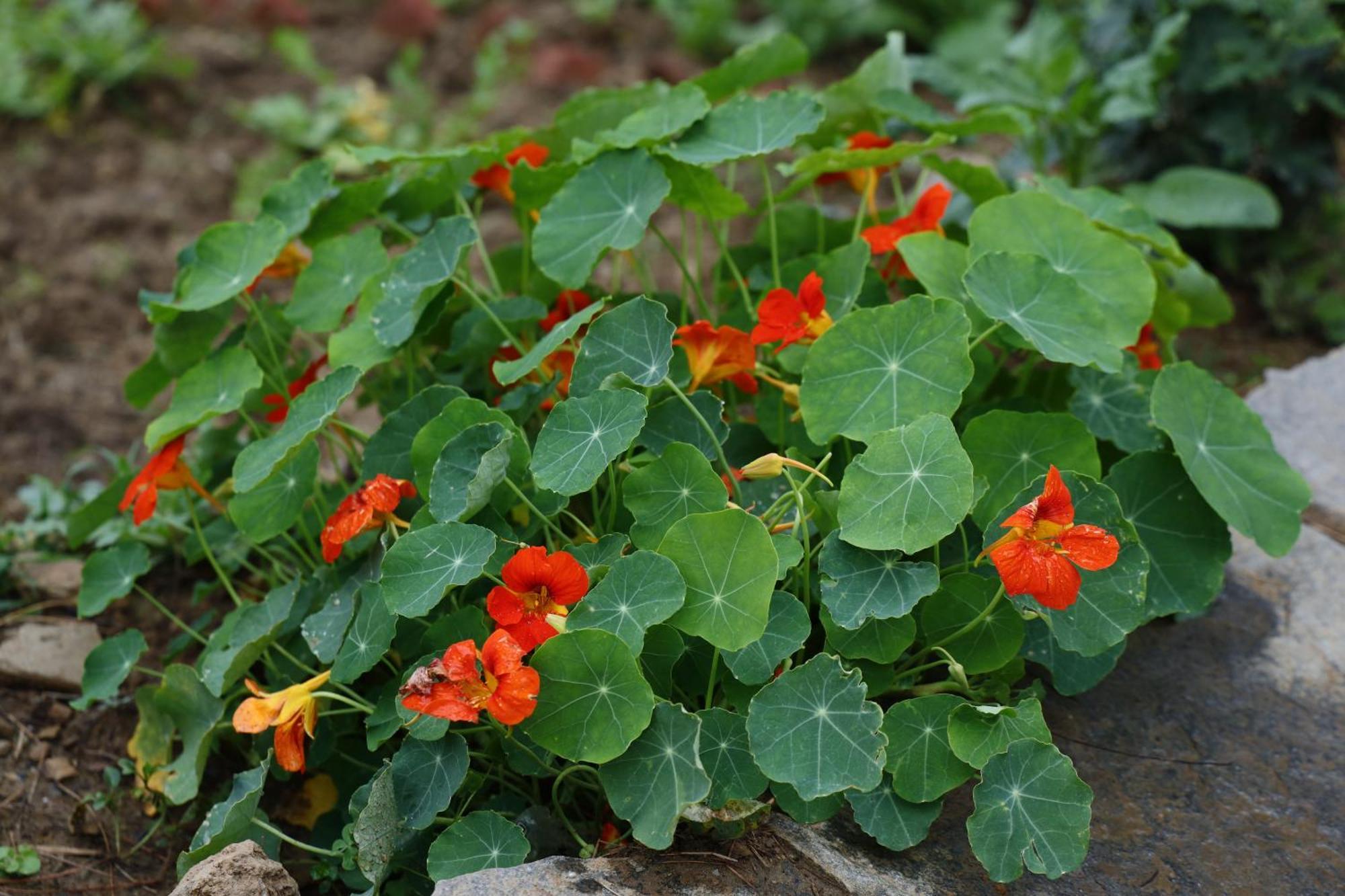 The Roots Homestay Алмора Экстерьер фото